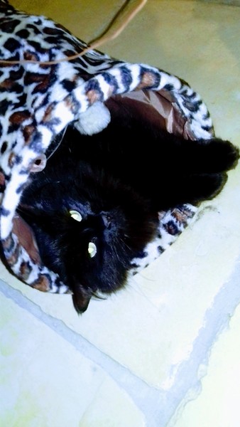 Cats still catting Part 4
