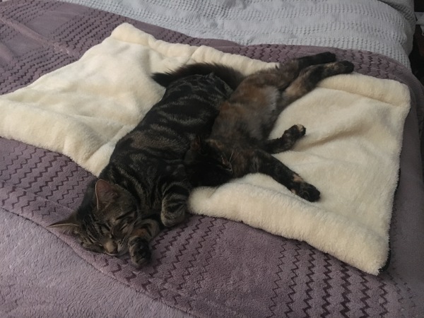 My cat and new kitten