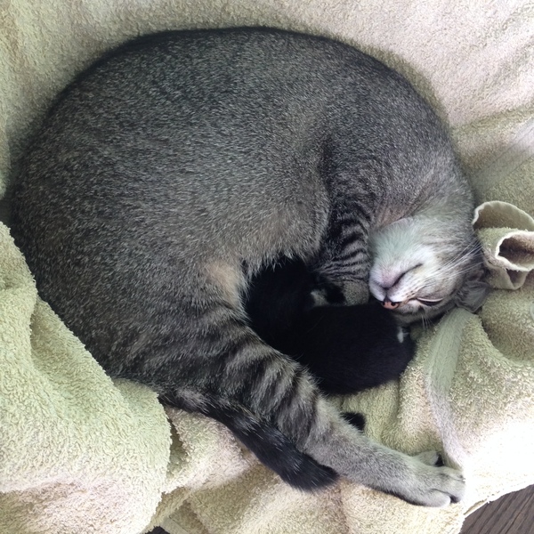 New fosters - mum and ickle kitten (with pics)!