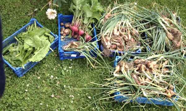 Allotment?Veg Patch Thread 10 - Plotmenters  busy into summer ! and loving James Wong