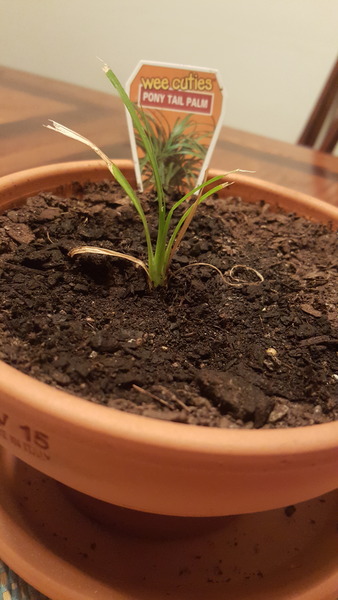 Will my Tiny Cheap Plant Plan work?