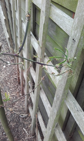 What is this plant?