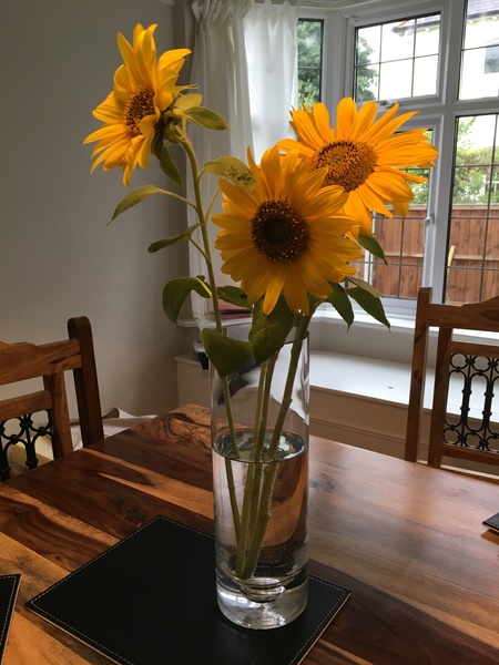 Sunflowers
