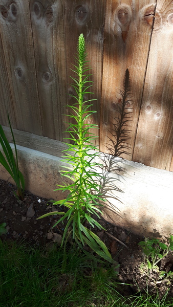 Identify this plant/weed