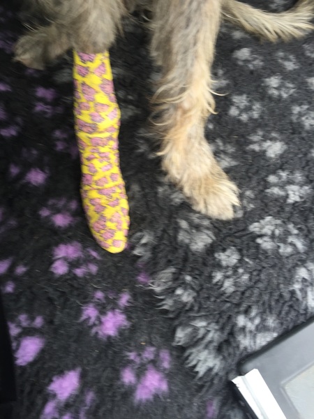 Does anyone fancy a puppy survival thread part 3