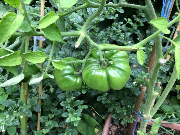 Allotment?Veg Patch Thread 10 - Plotmenters  busy into summer ! and loving James Wong