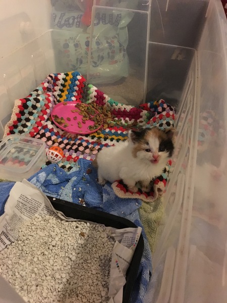 New Kitten