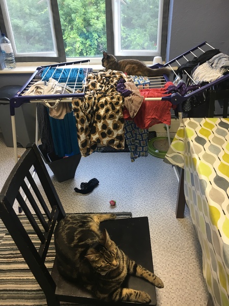 Cats still catting Part 4