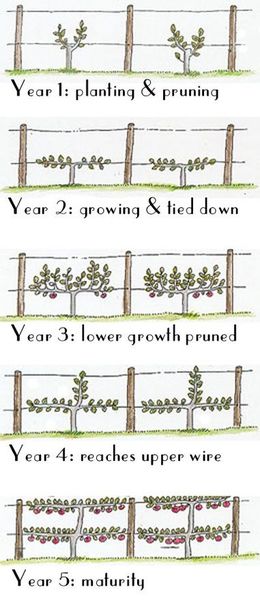 Allotment?Veg Patch Thread 10 - Plotmenters  busy into summer ! and loving James Wong