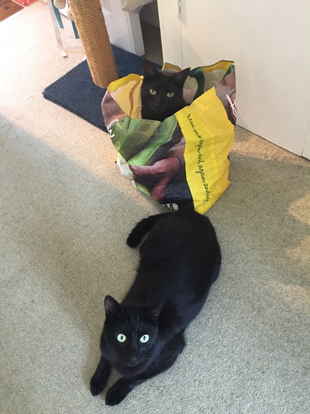 Week 8 - Summer Low Carb Bootcamp - two months almost done ...