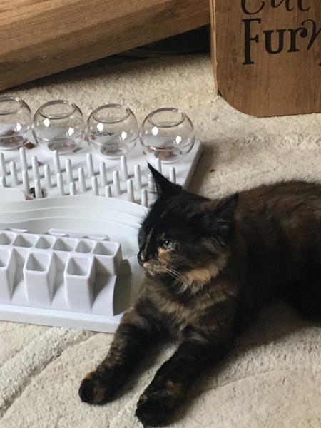 So who got a new kitten recently? Let's see then.