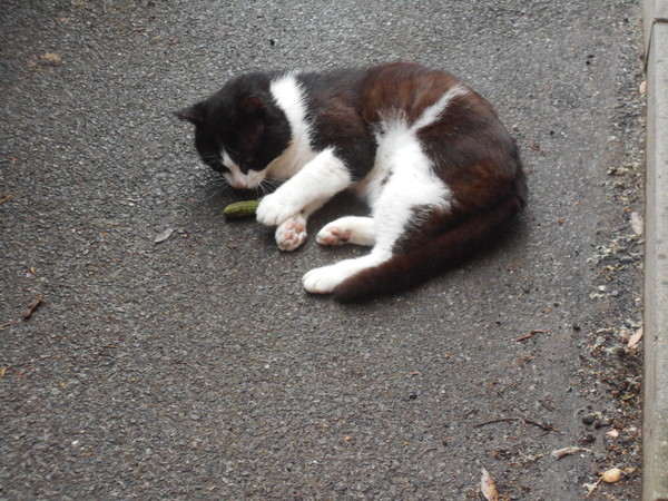 Cats still catting Part 4