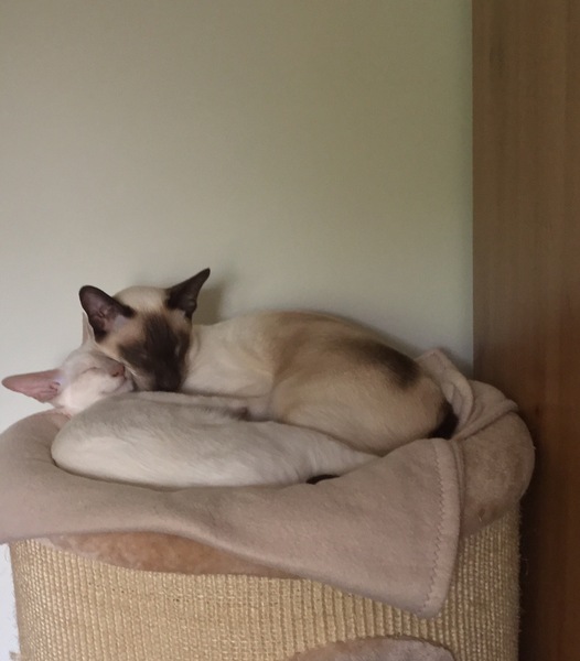 Cats still catting Part 4