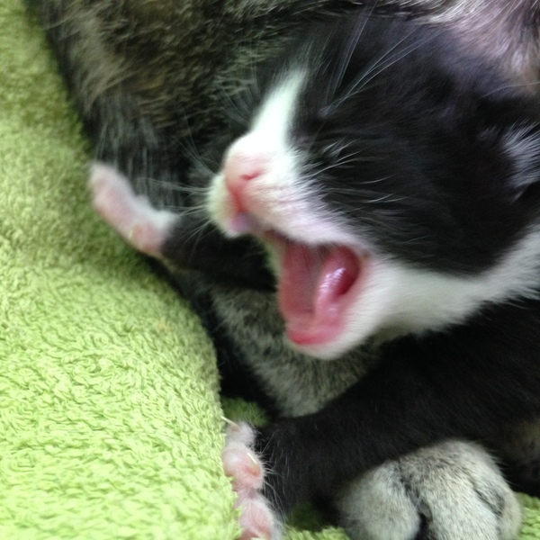 New fosters - mum and ickle kitten (with pics)!