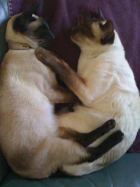 Oriental cat advice?