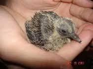 To think that Baby Dove have messed up