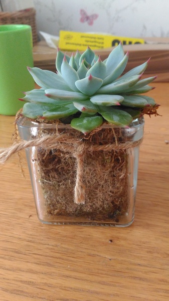 Does anyone know what plant this is?