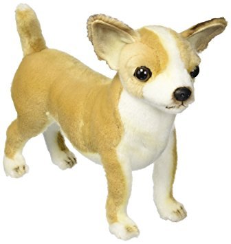 Anyone with a Chihauhua??