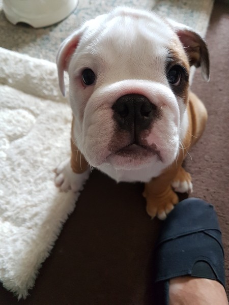 bulldog puppy