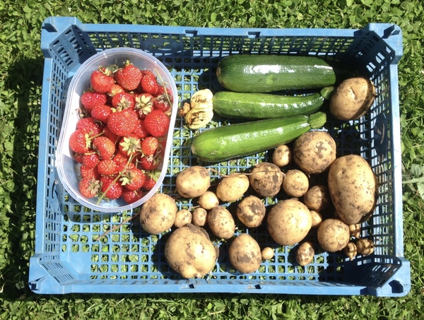 Allotment?Veg Patch Thread 10 - Plotmenters  busy into summer ! and loving James Wong