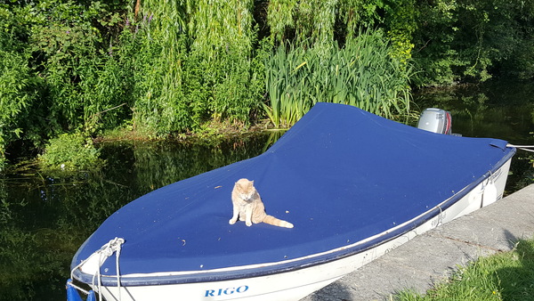 Cats still catting Part 4
