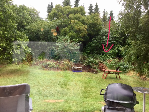 HELP Guinea pigs escaped in garden