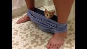 Can we have a funny cat stuff from the web thread?