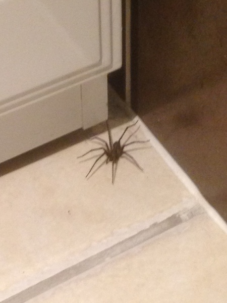 **Trigger warning - this thread contains images of spiders** Title edited by MNHQ Oh you have GOT to be kidding me!!