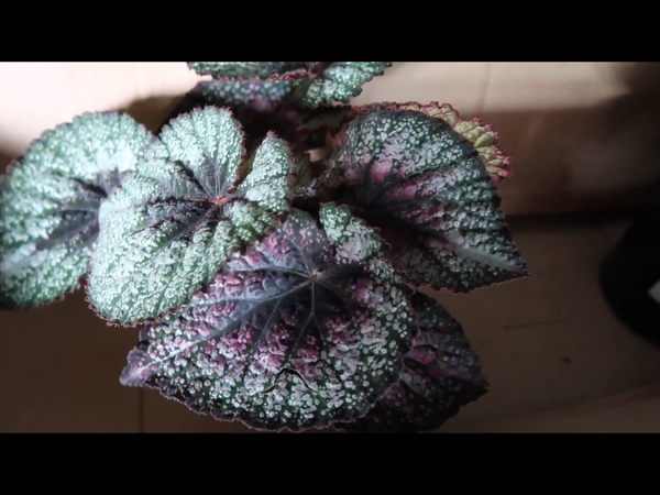 Can anyone identify this houseplant please?
