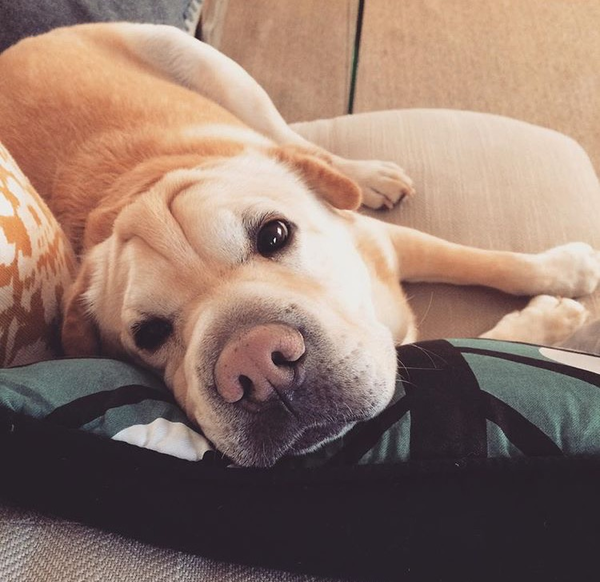 What is wrong with my dog?