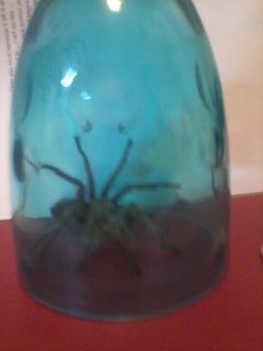 **Trigger warning - this thread contains images of spiders** Title edited by MNHQ Oh you have GOT to be kidding me!!