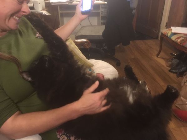 Oriental cat advice?