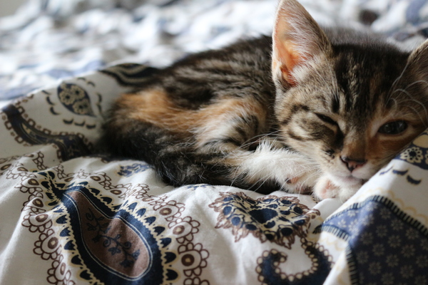 New kitten and wallpaper!