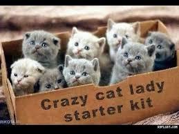 Can we have a funny cat stuff from the web thread?
