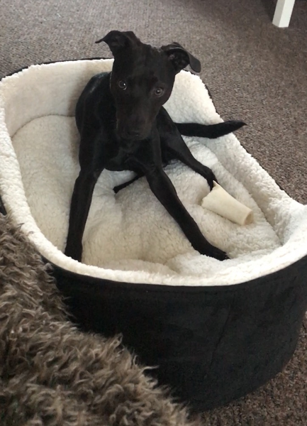 Does anyone fancy a puppy survival thread part 3