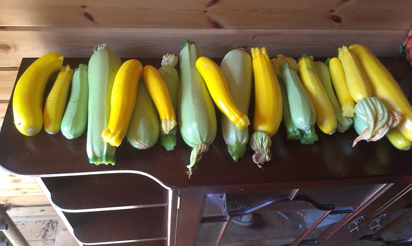 Allotment?Veg Patch Thread 10 - Plotmenters  busy into summer ! and loving James Wong