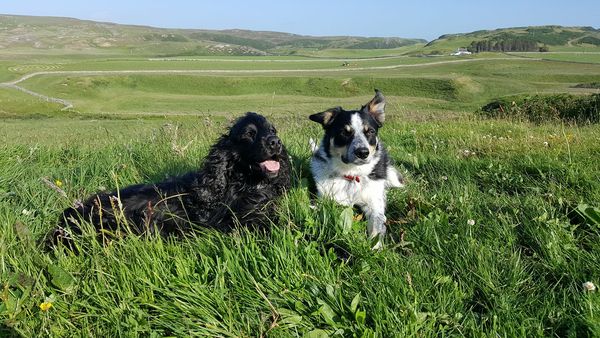 To try and find a way of telling my friend she has made a mistake getting a dog?