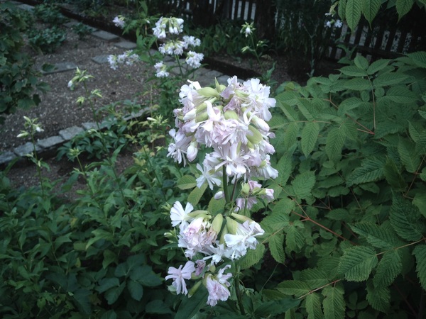 Help flower id