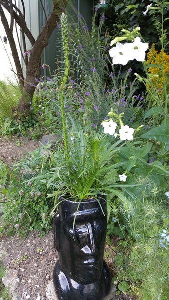 Identify this plant/weed
