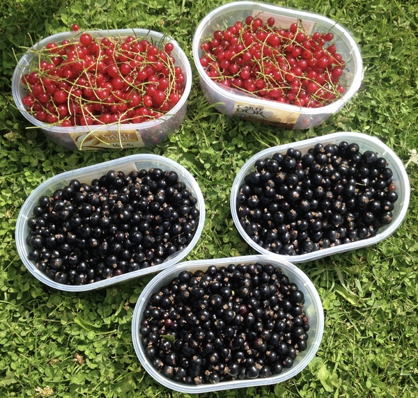 Allotment?Veg Patch Thread 10 - Plotmenters  busy into summer ! and loving James Wong
