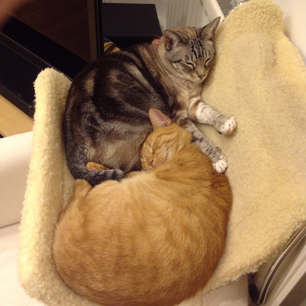 2 non litter mates