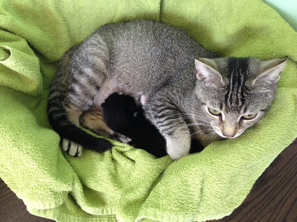 New fosters - mum and ickle kitten (with pics)!
