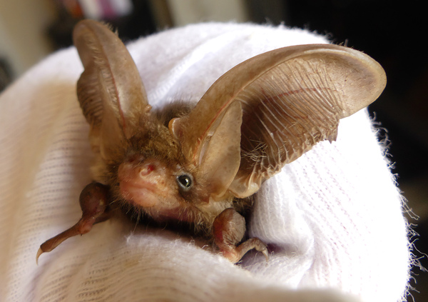 HELP! Bat in bedroom!!