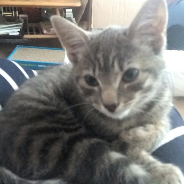 So who got a new kitten recently? Let's see then.