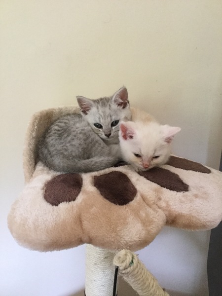 So who got a new kitten recently? Let's see then.