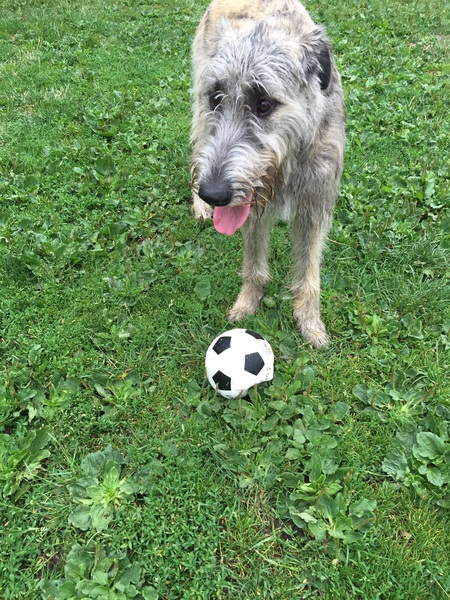 To try and find a way of telling my friend she has made a mistake getting a dog?