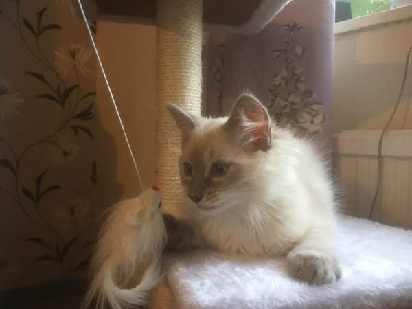 So who got a new kitten recently? Let's see then.