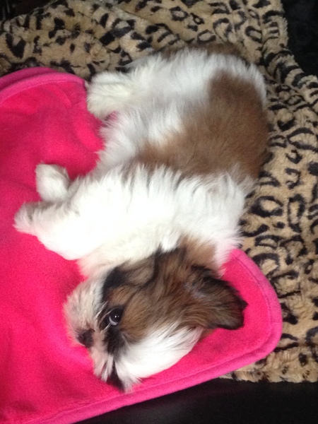 Does anyone fancy a puppy survival thread part 3