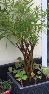 Front door pots