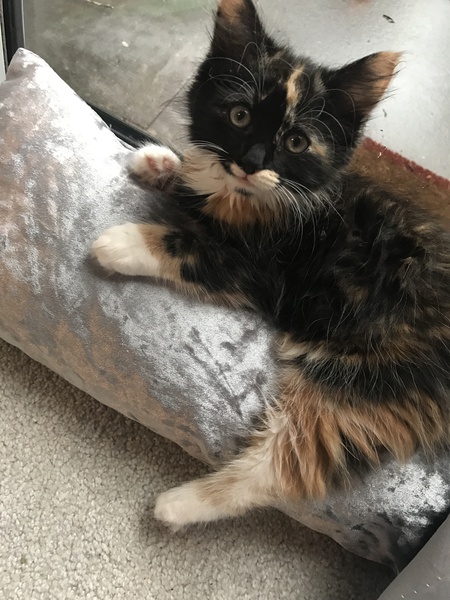 So who got a new kitten recently? Let's see then.